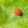Photoshoot with a Ladybug